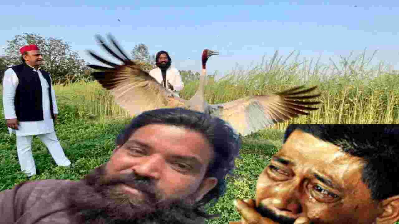 Arif saras अमेठी: सारस के चले जाने से आरिफ का रो रो के बुरा हाल आरिफ का आस एक दिन लौट कर जरूर आएगा