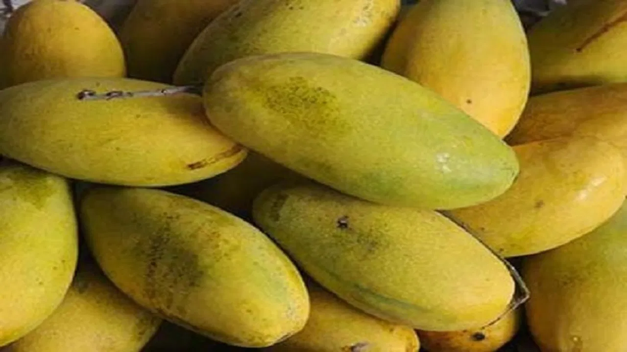 इस किस्म के आम से शरीर को होने वाली बीमारियों को भगाएं|Get rid of body diseases with this variety of mango