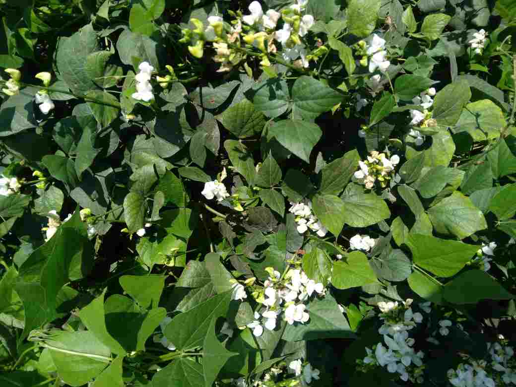 इस हरी सब्जी के खाने के फायदे जानकर आप भी रह जाएंगे हैरान इसके पत्ते से लेकर फली तक में मिलते हैं ये विटामीन