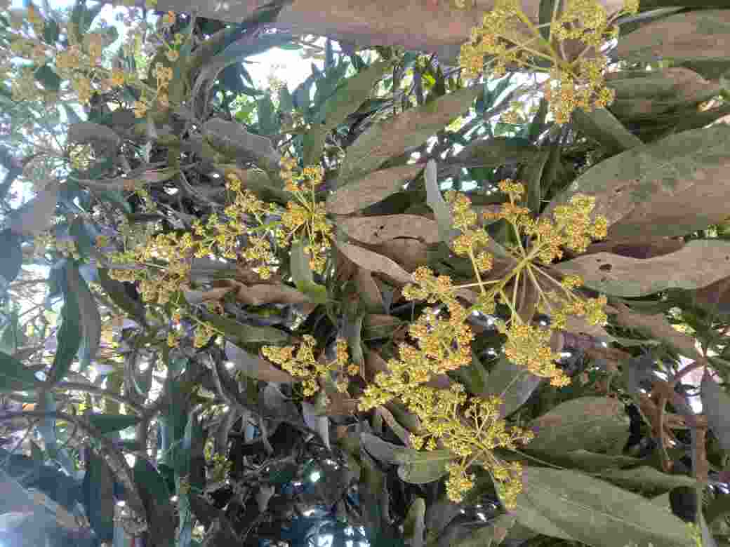 मोजर से फल लेना हो तो अभी से किट से बचाव के लिए करें ये उपाय बंपर पैदावार होगी